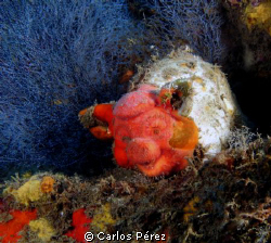 Some one left friendly Hammy At 87fts @ Los almendros Ree... by Carlos Pérez 